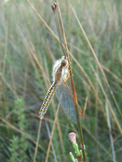 Ascalaphus femmina in ambiente naturale