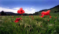 Foto Attilio Cristini