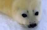 WWF - Foca