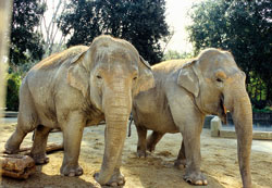 Bioparco - Nelly e Sofia