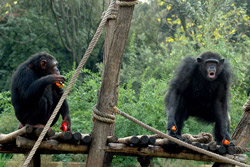 Bioparco - gli scimpanzè Susy e Edy