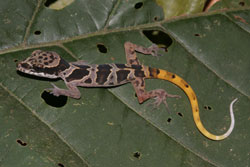 Cyrtodactylus_phongnhakebangensis_2002_from_Vietnam_©_Thomas_Ziegler.JPG