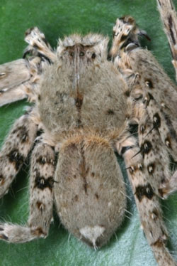 Heteropoda_dagmarae_2005_from_northern_Lao_PDR__ Peter_Jger_MR