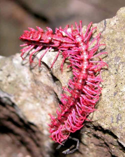 dragon_millipede_ Desmoxytes_purpurosea_2007_from Lansak_district_ UthaithaniProvinceThailandSomsakPanha_MR